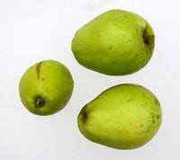 Bodil Neergaard Apple